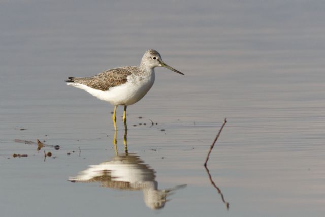 Totano Zampegialle Maggiore?  No, Pantana (Tringa nebularia)